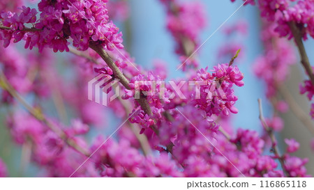 Beautiful Pink Purple Blossom Branches Of Judas Tree. Cercis Siliquastrum In Spring Park. Close up. 116865118