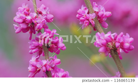 Cercis Canadensis. Judas Tree Cercis Siliquastrum Bodnant Flowering. Is A Small Deciduous Tree. Close up. Cercis Canadensis. Judas Tree Cercis Siliquastrum Bodnant Flowering. Is A Small Deciduous Tree. Close up. 116865139