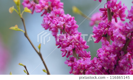 Spring Flowers - Cercis Siliquastrum Against Blurred Background. Sunny Spring Day. Close up. 116865145