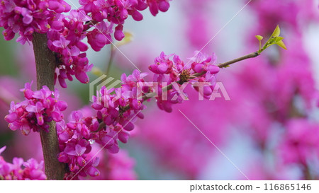 Judas Tree Or European Redbud. The Flowering Plant Family Fabaceae. Pink Redbud Rising Flowers. Close up. 116865146