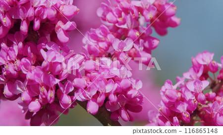 Cercis Siliquastrum Or Judas Tree Pink Flowers During Spring Season. The Deep Pink Flowers. Close up. 116865148