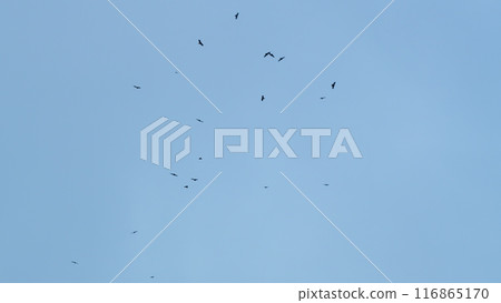 A Flock Of Birds Flies In The Sky. Big Flock Of Birds. Soaring Over Sky. Slow motion. A Flock Of Birds Flies In The Sky. Big Flock Of Birds. Soaring Over Sky. Slow motion. 116865170