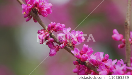 Judas Tree. Flowering Plant Family Fabaceae Which Is Noted For Its Prolific Display Of Deep Pink Flowers. Close up. 116865289