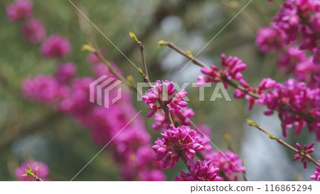 Blooming Pink Flowers Of A Judas Tree. European Tsertsis. Plant Of A Family Of Legume Tsercis Blossoms. Close up. Blooming Pink Flowers Of A Judas Tree. European Tsertsis. Plant Of A Family Of Legume Tsercis Blossoms. Close up. 116865294