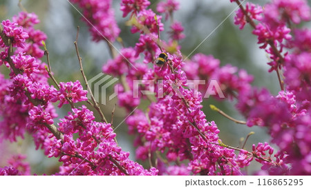 Bombus Pascuorum Harvesting Pollen From Pink Judas-Tree. European Cercis Or European Scarlet. Close up. Bombus Pascuorum Harvesting Pollen From Pink Judas-Tree. European Cercis Or European Scarlet. Close up. 116865295
