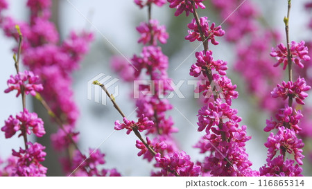 Tree In The Garden Of A Blossoming Tree With Pink Flowers. Branch With Pink Flowers Of The Judas Tree. Close up. 116865314