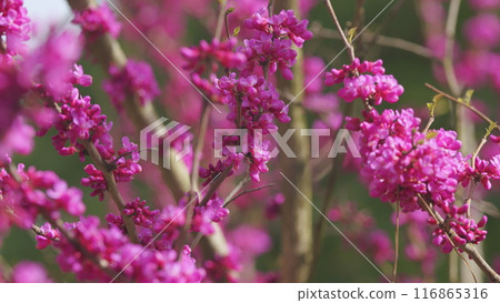 Bombus Pascuorum Harvesting Pollen From Pink Judas-Tree. European Cercis Or European Scarlet. Close up. Bombus Pascuorum Harvesting Pollen From Pink Judas-Tree. European Cercis Or European Scarlet. Close up. 116865316
