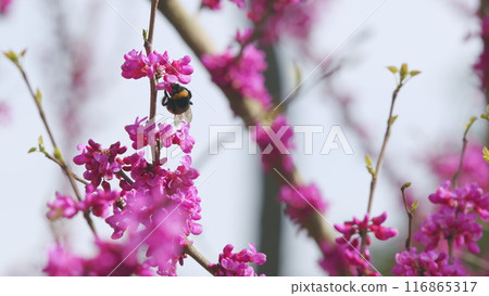 Bombus Pascuorum Collecting Pollen On Cercis Siliquastrum. Cercis Siliquastrum Blossom. Close up. Bombus Pascuorum Collecting Pollen On Cercis Siliquastrum. Cercis Siliquastrum Blossom. Close up. 116865317
