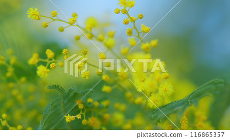 Spring Is Coming. Easter Concept. Beautiful Yellow Mimosa Small Flowers In Spring Botanical Garden. Shallow depth of field. 116865357