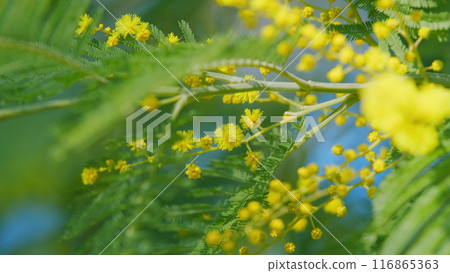Acacia Dealbata Or Mimosa Tree With Bright Yellow Flowers. Yellow Flowers On Branches Of Silver Wattle. Close up. 116865363