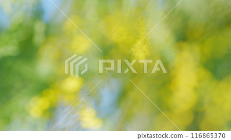 Mimosa Branches In Bloom. Branches Of Mimosa Flower Symbol Of Early Springtime In February. Out of focus. 116865370