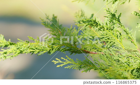 Thuja Branch. Picturesque Of A Coniferous Ornamental Thuja Tree. Close up. Thuja Branch. Picturesque Of A Coniferous Ornamental Thuja Tree. Close up. 116865375
