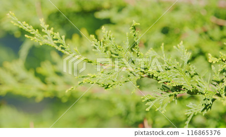 Cupressaceae Famiily - Thuja Trees. Branches Of Tree Swaying In The Wind. Rack focus. Cupressaceae Famiily - Thuja Trees. Branches Of Tree Swaying In The Wind. Rack focus. 116865376