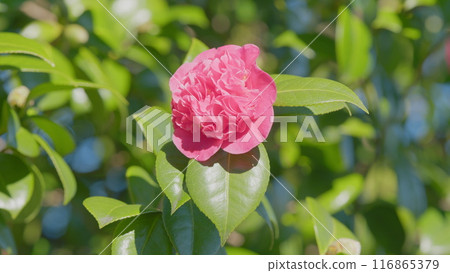 Evergreen Shrub Or Small Tree. Pretty Garden Flowers. Camellia Bloom On Green Bush. Close up. Evergreen Shrub Or Small Tree. Pretty Garden Flowers. Camellia Bloom On Green Bush. Close up. 116865379