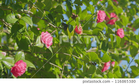 Pink Flower Camellia. Lightly Pink Petals. Evergreen Glossy Leaves On Shrub. Close up. Pink Flower Camellia. Lightly Pink Petals. Evergreen Glossy Leaves On Shrub. Close up. 116865380