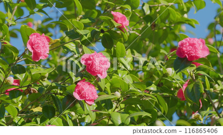 Beautiful Flowers. Pink Camellia Or Camellia Japonica Flower Blooming In Garden. Close up. Beautiful Flowers. Pink Camellia Or Camellia Japonica Flower Blooming In Garden. Close up. 116865406