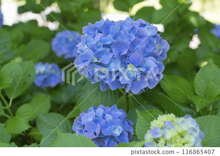 hydrangea flower 116865407