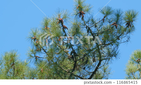 Evergreen Fir Trees With Green Forest Background. Fresh Young Green Spruce Branches At Warm Morning. Still. 116865415