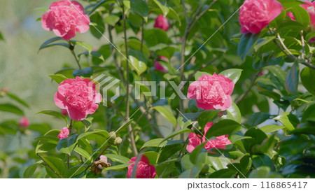 Beautiful Pink Camellia Is Blooming In Garden. Species Of Camellia Native To China And Japan. Close up. Beautiful Pink Camellia Is Blooming In Garden. Species Of Camellia Native To China And Japan. Close up. 116865417