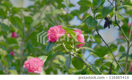Pink Camellia With Foliage. Spring Roses. Blooming Double Pink Camelia Flowers. Close up. Pink Camellia With Foliage. Spring Roses. Blooming Double Pink Camelia Flowers. Close up. 116865418