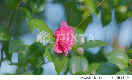 Pink Camellia Flower In Full Bloom. Flowering Camellias. Middle Of Sunny Spring Day. Close up. Pink Camellia Flower In Full Bloom. Flowering Camellias. Middle Of Sunny Spring Day. Close up. 116865419