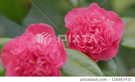 Twig Brunch Among Fresh Green Leaves Camellia With Pink Flower. Love Concept. Close up. 116865435