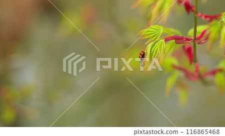 Ladybug Beetle Or Coccinellidae Perched On A Leaf Of Japanese Maple. Colorful Seven Spot Ladybird. Close up. Ladybug Beetle Or Coccinellidae Perched On A Leaf Of Japanese Maple. Colorful Seven Spot Ladybird. Close up. 116865468