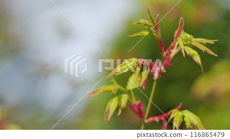Ladybug Red With Black Spots Insects In The Wild. Acer Leaves In The Sunlight. Selective focus. Ladybug Red With Black Spots Insects In The Wild. Acer Leaves In The Sunlight. Selective focus. 116865479
