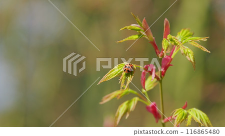 Beautiful Coccinella Septempunctata On Japanese Maple Shoots In Green And Red. Spring Is Coming. Close up. 116865480