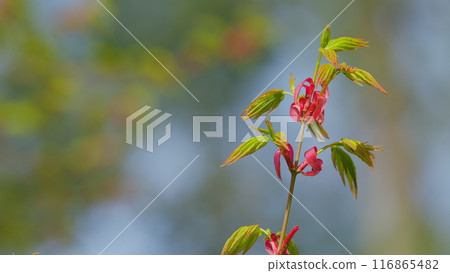 Spring Is Coming. Green Japanese Maple Tree Or Acer Palmatum. Green Japanese Maple Tree. Still. Spring Is Coming. Green Japanese Maple Tree Or Acer Palmatum. Green Japanese Maple Tree. Still. 116865482