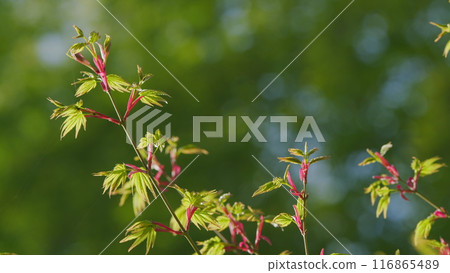 Japanese Maple Shoots In Green And Red. Acer Maple Is A Species Of Maple Native To Japan. Still. Japanese Maple Shoots In Green And Red. Acer Maple Is A Species Of Maple Native To Japan. Still. 116865489