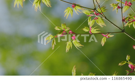 Sunshine In The Garden. Green Leaves Of Japanese Maple Trees That Are Blooming At The Beginning Of Spring. Still. 116865490