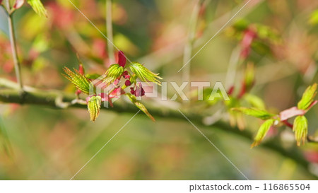 Sunshine In The Garden. Green Leaves Of Japanese Maple Trees That Are Blooming At The Beginning Of Spring. Selective focus. 116865504