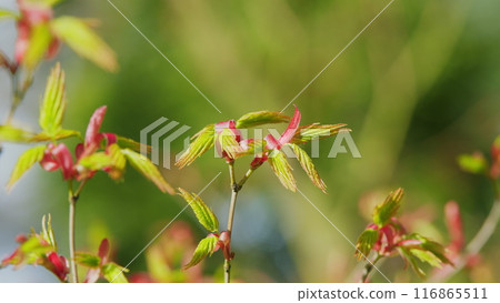 Japanese Maple Latin Name Acer Palmatum. New Green Leaves Of Acer Palmatum. Selective focus. Japanese Maple Latin Name Acer Palmatum. New Green Leaves Of Acer Palmatum. Selective focus. 116865511