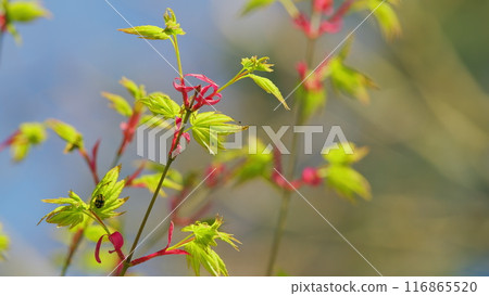 Sunshine In The Garden. Green Leaves Of Japanese Maple Trees That Are Blooming At The Beginning Of Spring. Still. 116865520