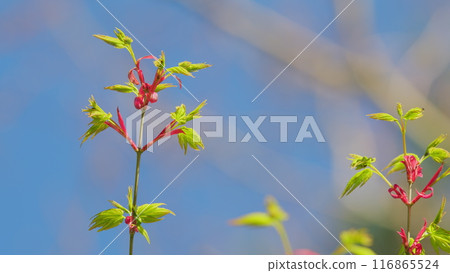 Sunshine In The Garden. Green Leaves Of Japanese Maple Trees That Are Blooming At The Beginning Of Spring. Still. 116865524