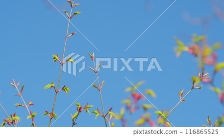 Spring Is Coming. Green Japanese Maple Tree Or Acer Palmatum. Green Japanese Maple Tree. Still. 116865525