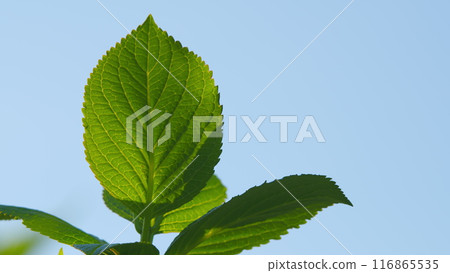 Green Leaf Glows In The Sunlight Of A Spring Morning. Sun Backliting Leaves. Rack focus. 116865535