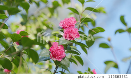 Camellia Flower Bud Blooms On An Evergreen Spring Shrub. Camellia Bush Flowering During Spring. 116865581