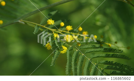 Beautiful Bright Yellow Hairy Mimosa Flowers. Acacia Dealbata With Yellow Flowers In Forest On A Sunny Day. Still. 116865602