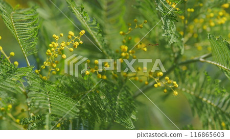 Branches Of Mimosa Flower Or Silver Wattle. Spring Holiday Background. Yellow Mimosa Flowers Background. Still. 116865603