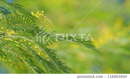Sunny Spring Day. Mimosa Tree. Yellow Fluffy Acacia Dealbata Mimosa Tree Flowers. Spring Is Coming. Still. Sunny Spring Day. Mimosa Tree. Yellow Fluffy Acacia Dealbata Mimosa Tree Flowers. Spring Is Coming. Still. 116865604