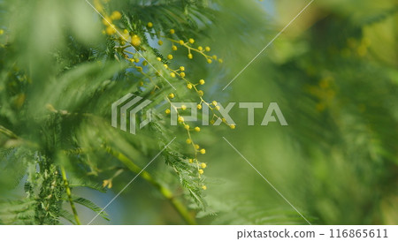 Yellow Fluffy Mimosa Tree Flowers. Symbol Of Womans Day In Sunny Spring Day. Still. Yellow Fluffy Mimosa Tree Flowers. Symbol Of Womans Day In Sunny Spring Day. Still. 116865611