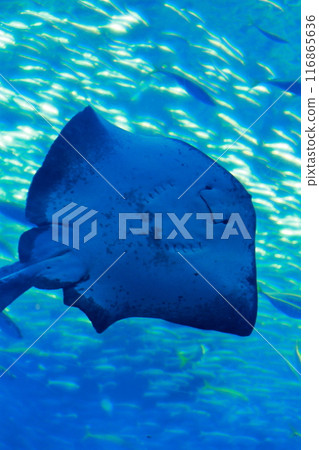 大洗水上世界相遇之海的黃貂魚 116865636