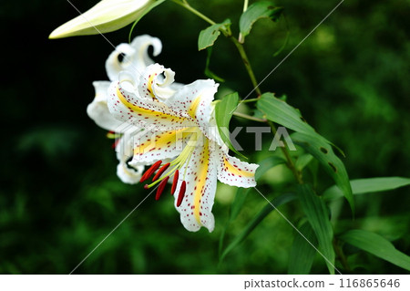 山百合花，白色花瓣，黃色靜脈 116865646