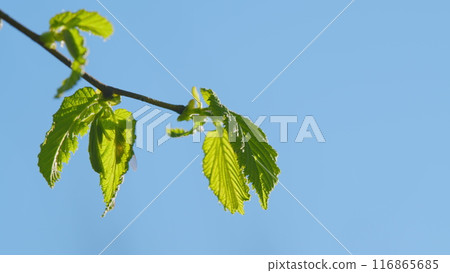 Green Leaves Against The Sky. Tree Branch With Leaves In Front Of Blue Sunny Sky. Green Leaves Against The Sky. Tree Branch With Leaves In Front Of Blue Sunny Sky. 116865685