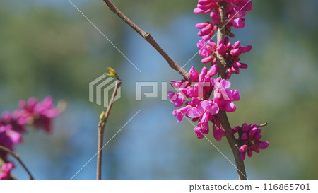Pink Flowers Of Species Of The Genus Cercis Of The Legume Family Or Fabaceae. Close up. 116865701