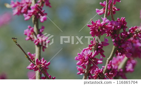 Judas Tree In Blossom. The Deep Pink Flowers. It Is Native To Southern Europe And Western Asia. Close up. 116865704
