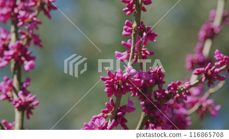 Beautiful Flowers Background. The Deep Pink Flowers. Purple Flowers On The Twigs. Close up. Beautiful Flowers Background. The Deep Pink Flowers. Purple Flowers On The Twigs. Close up. 116865708