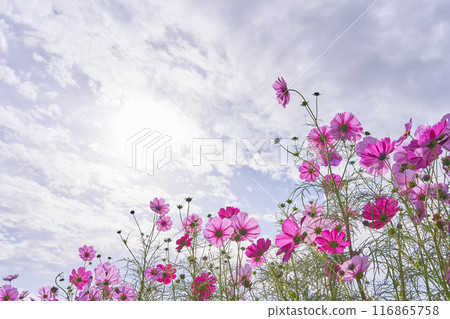 A dynamic low-angle shot of a pink cosmos field and a refreshing autumn sky A dynamic low-angle shot of a pink cosmos field and a refreshing autumn sky 116865758
